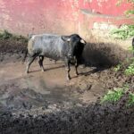 Madrid - Embarque de los toros de Partido de Resina - Lunes 28 de mayo de 2018