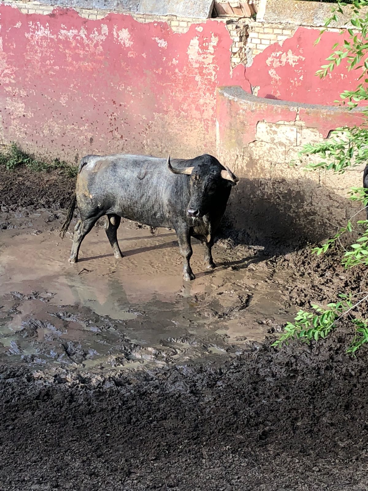 Madrid - Embarque de los toros de Partido de Resina - Lunes 28 de mayo de 2018