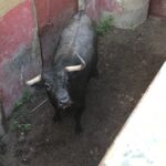 Madrid - Embarque de los toros de Partido de Resina - Lunes 28 de mayo de 2018