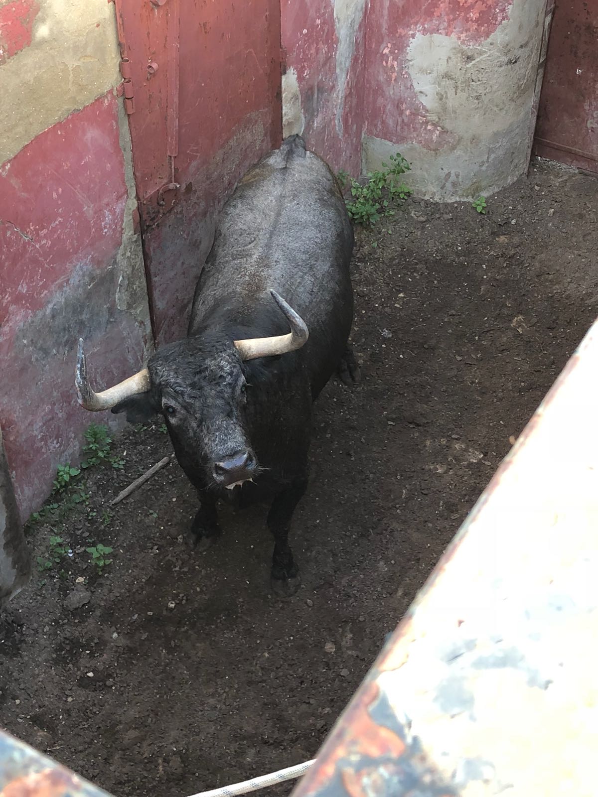 Madrid - Embarque de los toros de Partido de Resina - Lunes 28 de mayo de 2018