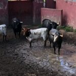 Madrid - Embarque de los toros de Partido de Resina - Lunes 28 de mayo de 2018