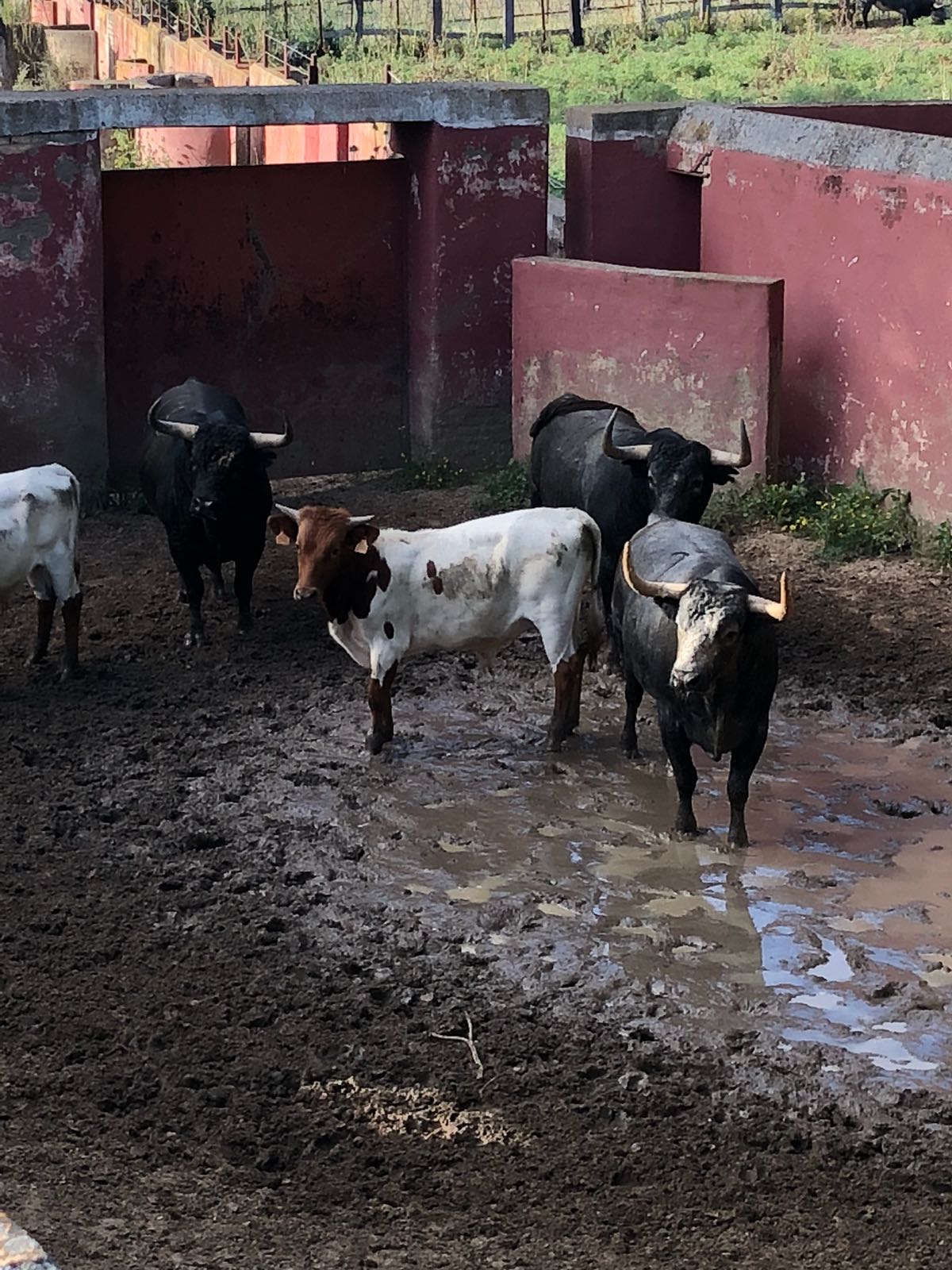 Madrid - Embarque de los toros de Partido de Resina - Lunes 28 de mayo de 2018