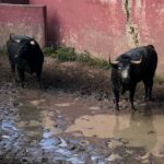 Madrid - Embarque de los toros de Partido de Resina - Lunes 28 de mayo de 2018