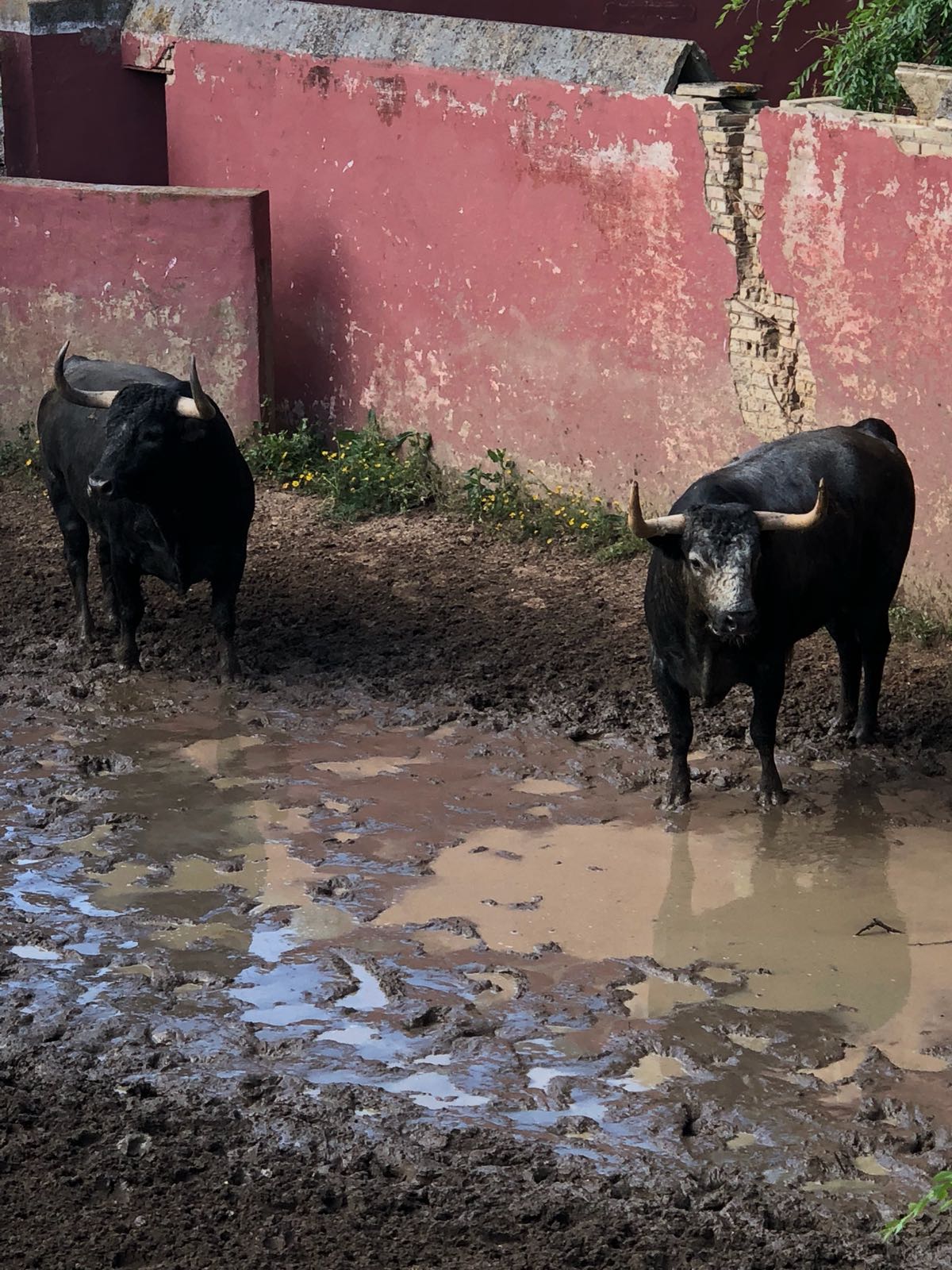 Madrid - Embarque de los toros de Partido de Resina - Lunes 28 de mayo de 2018