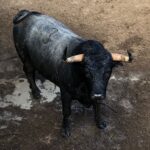 Madrid - Embarque de los toros de Partido de Resina - Lunes 28 de mayo de 2018