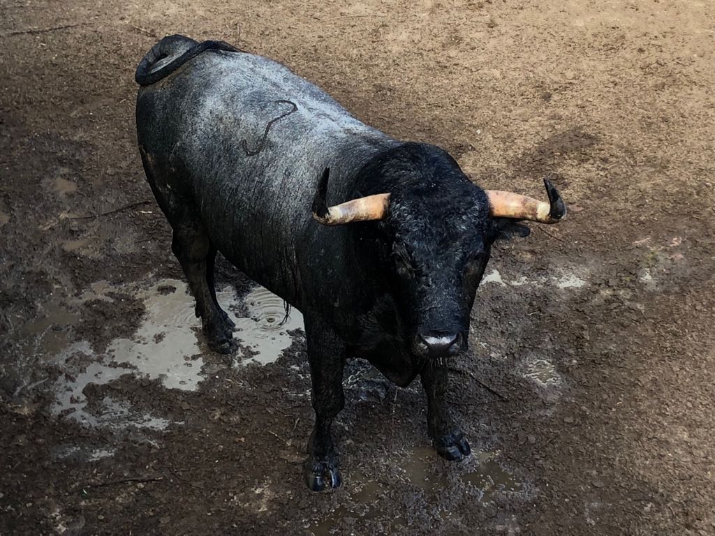 Madrid - Embarque de los toros de Partido de Resina - Lunes 28 de mayo de 2018