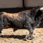Novillos de López Gibaja para la novillada del 1 de mayo de 2018 en Las Ventas