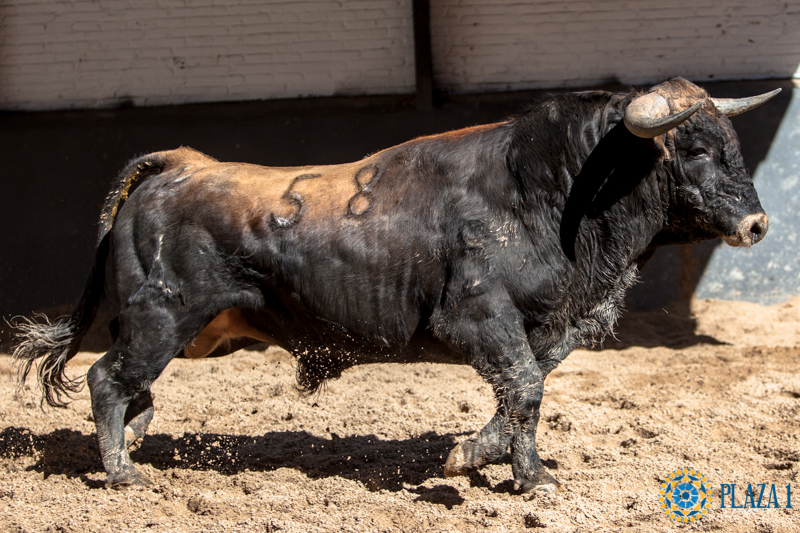 Novillos de López Gibaja para la novillada del 1 de mayo de 2018 en Las Ventas
