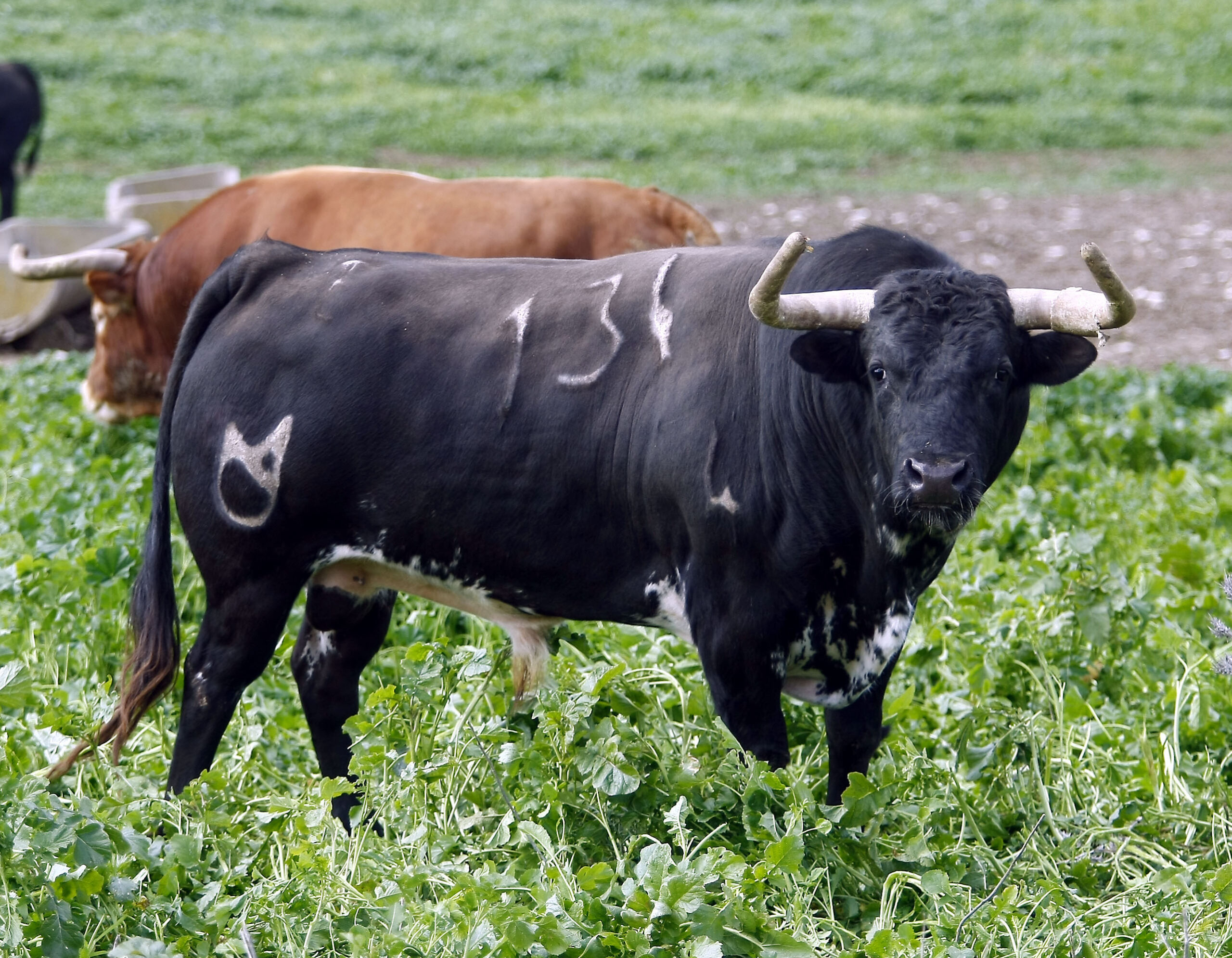 Los otros hierros de Pentecostés