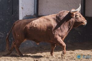 Madrid, miércoles 2 de mayo de 2018. Toros de El Tajo y La Reina para la Goyesca