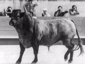 Toro de Pablo Romero en Nimes, en 1989