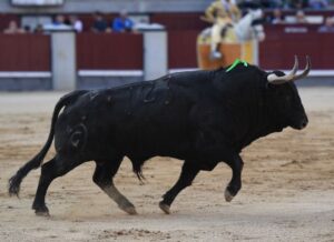 Madrid, San Isidro, 10 de mayo de 2018. Toros de Fuente Ymbro para Joselito Adame, Román y José Garrido