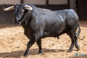 Madrid - Sorteo - Toros de Bohórquez - Sábado 12 de mayo de 2018