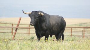 Santisteban del Puerto - Corrida de toros - Domingo 20 de mayo de 2018
