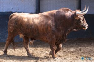 Madrid, San Isidro, 14 de mayo de 2018. Sorteo de los toros de Las Ramblas