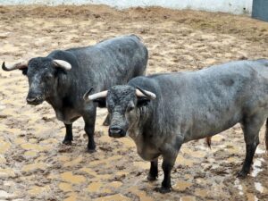 Nimes (Francia), los toros de la Feria de Pentecostés 2018
