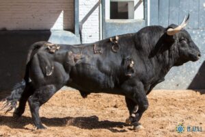 Madrid, San Isidro, 15 de mayo de 2018. Toros de Puerto de San Lorenzo