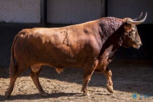 Madrid, San Isidro, 16 de mayo de 2018. Toros de Núñez del Cuvillo