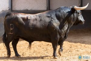 Sorteo, Madrid 19 de mayo de 2018