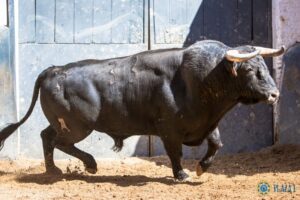 Madrid - Sorteo - Corrida de rejones - Domingo 20 de mayo de 2018