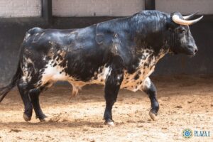 Madrid, San Isidro, lunes 21 de mayo de 2018. Novillos de Conde de Mayalde