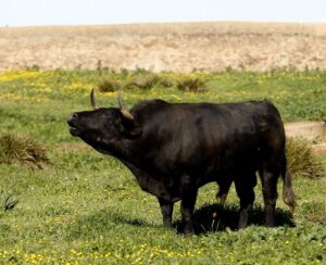 Cuadri, camada de 2018