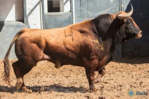 Madrid, San Isidro, martes 22 de mayo de 2018. Toros de El Ventorrillo y uno (5º) de Valdefresno