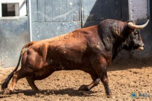Madrid, San Isidro, 23 de mayo de 2018. Toros de Victoriano del Río