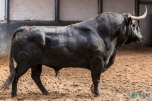 Madrid, San Isidro, 24 de mayo de 2018. Sorteo