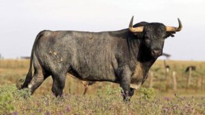 Madrid - Feria de San Isidro - Toros de Partido de Resina - Lunes 28 de mayo de 2018