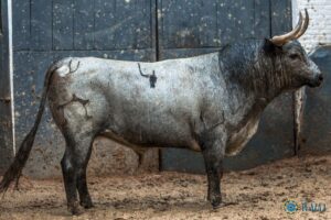 Madrid, San Isidro, lunes 28 de mayo de 2018. Toros de Partido de Resina