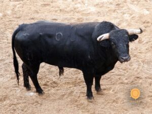 Sevilla, 31 de mayo de 2018. Novillos de El Parralejo
