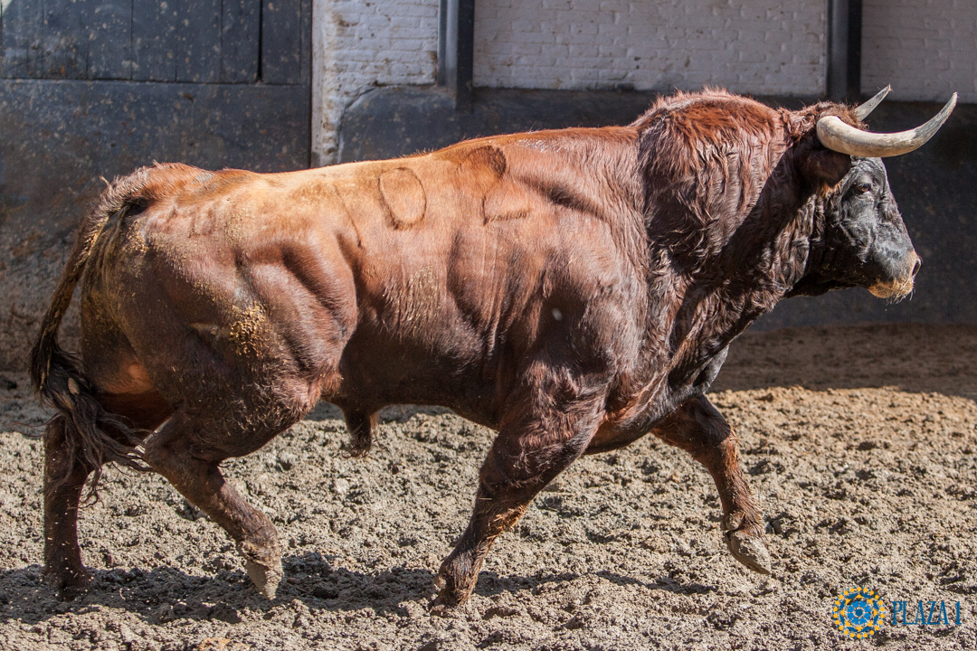 Seis de El Pilar para la I Corrida de las 6 Naciones en Las Ventas