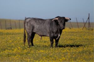 Toro de Miura en el campo