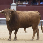 Licenciado, de Alcurrucén.