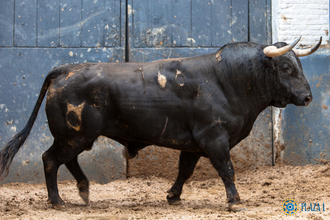 Un Cacareo de Cuvillo... y otro Licenciado para hoy en Madrid