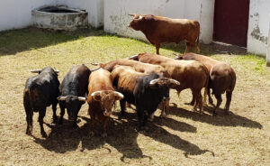 Sorteo, Valladolid 13 de mayo de 2018