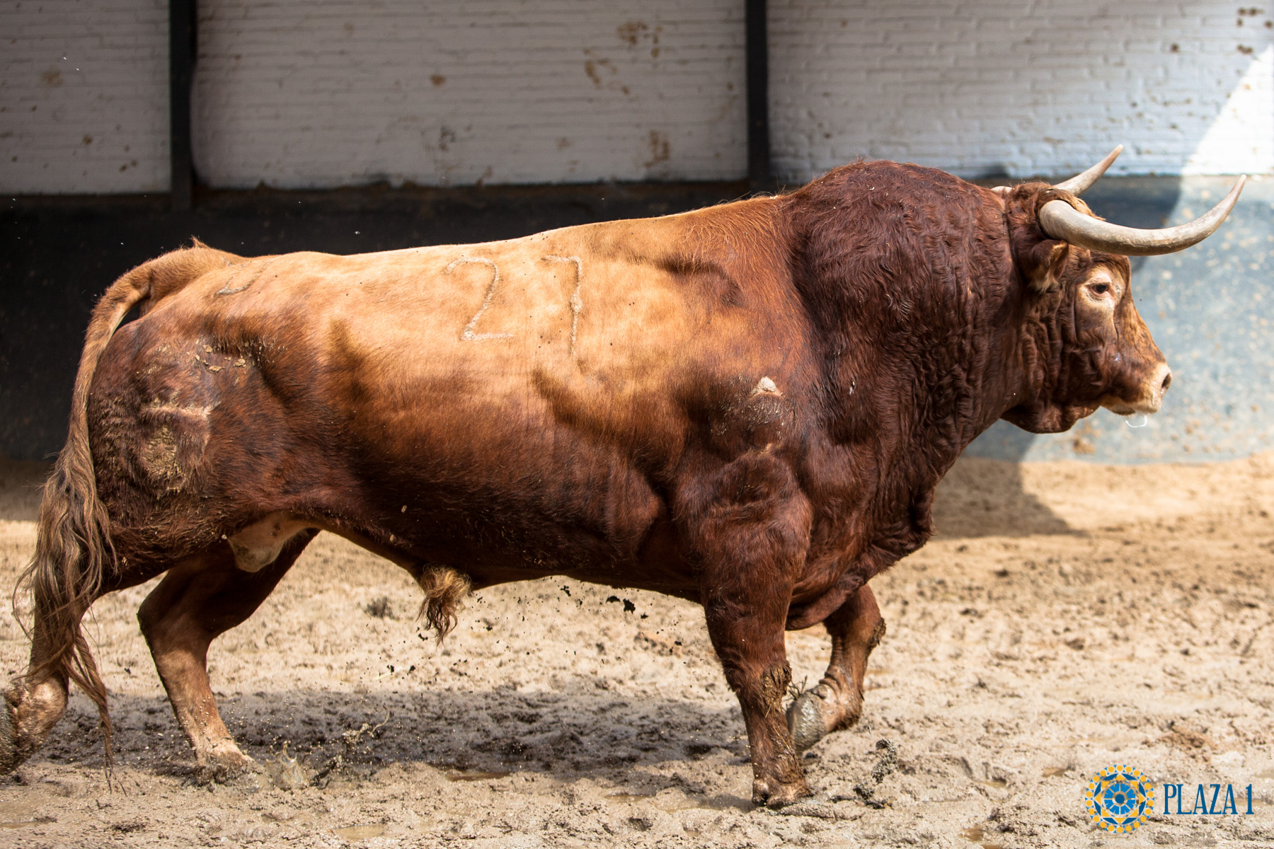 Cuatro de Torrehandilla y dos de Torreherberos para esta tarde