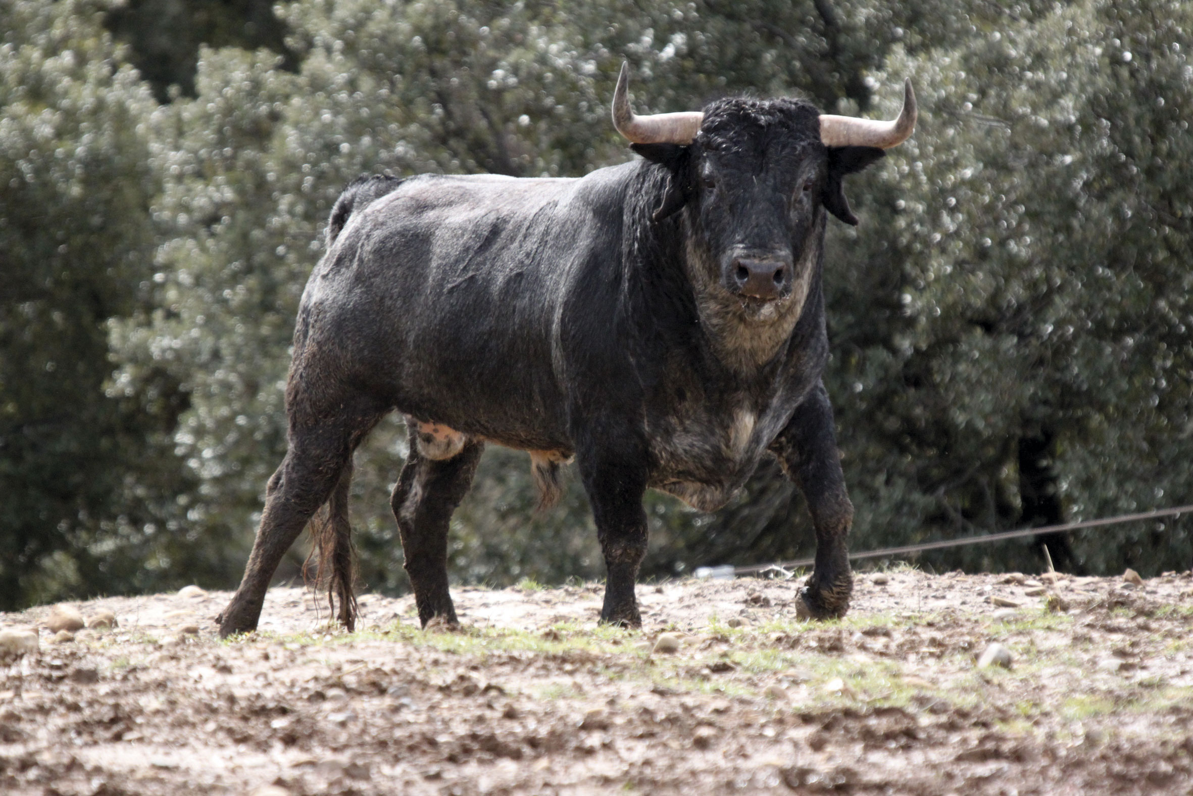 Toro de Los Maños para Vic-Fezensac
