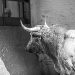 Madrid, San Isidro, lunes 4 de junio de 2018. Toros de Saltillo