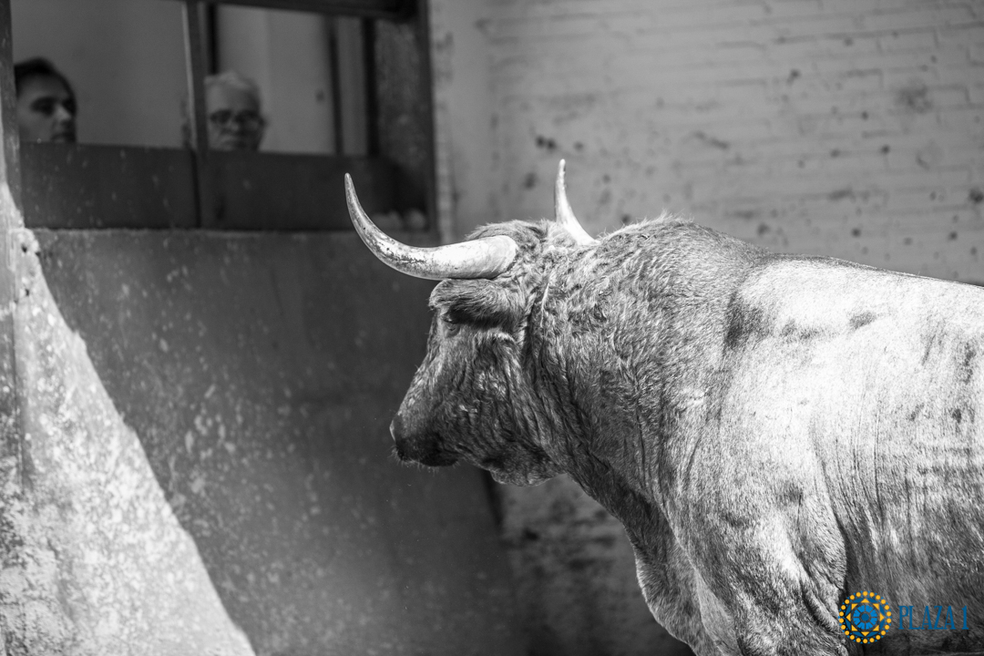 Madrid, San Isidro, lunes 4 de junio de 2018. Toros de Saltillo
