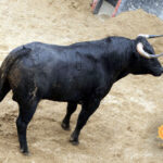 Novillos de Dolores Rufino para Sevilla. 7 de junio de 2018.