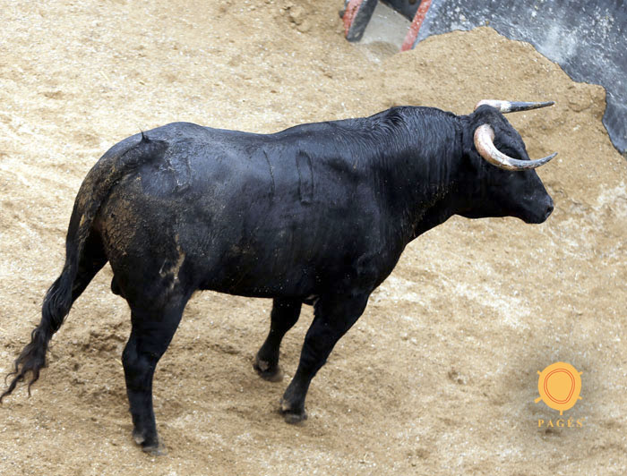 Novillos de Dolores Rufino para Sevilla. 7 de junio de 2018.