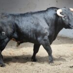 Sorteo, Bilbao 9 de junio de 2018