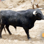 Novillos de Dolores Rufino para Sevilla. 7 de junio de 2018.