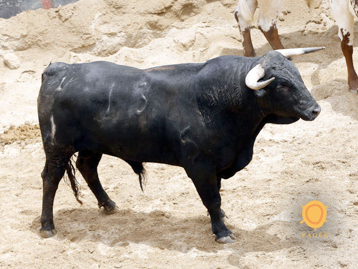 Novillos de Dolores Rufino para Sevilla. 7 de junio de 2018.