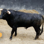 Novillos de Dolores Rufino para Sevilla. 7 de junio de 2018.