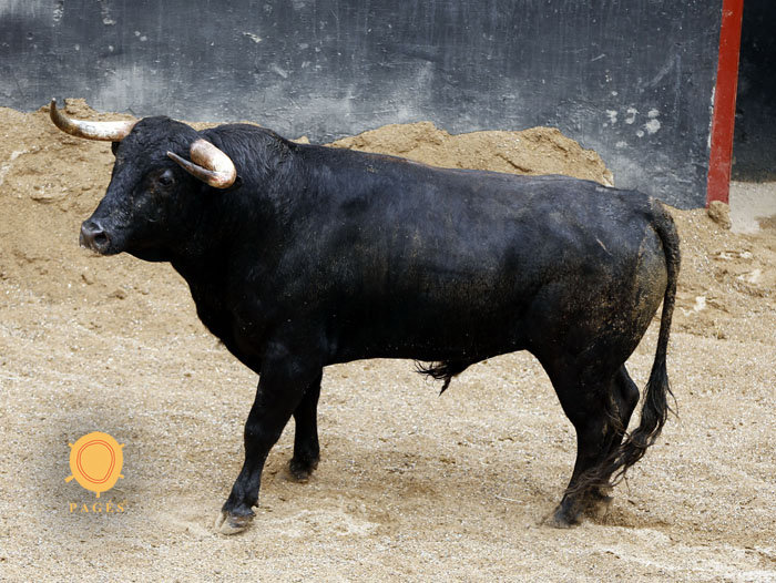 Novillos de Dolores Rufino para Sevilla. 7 de junio de 2018.