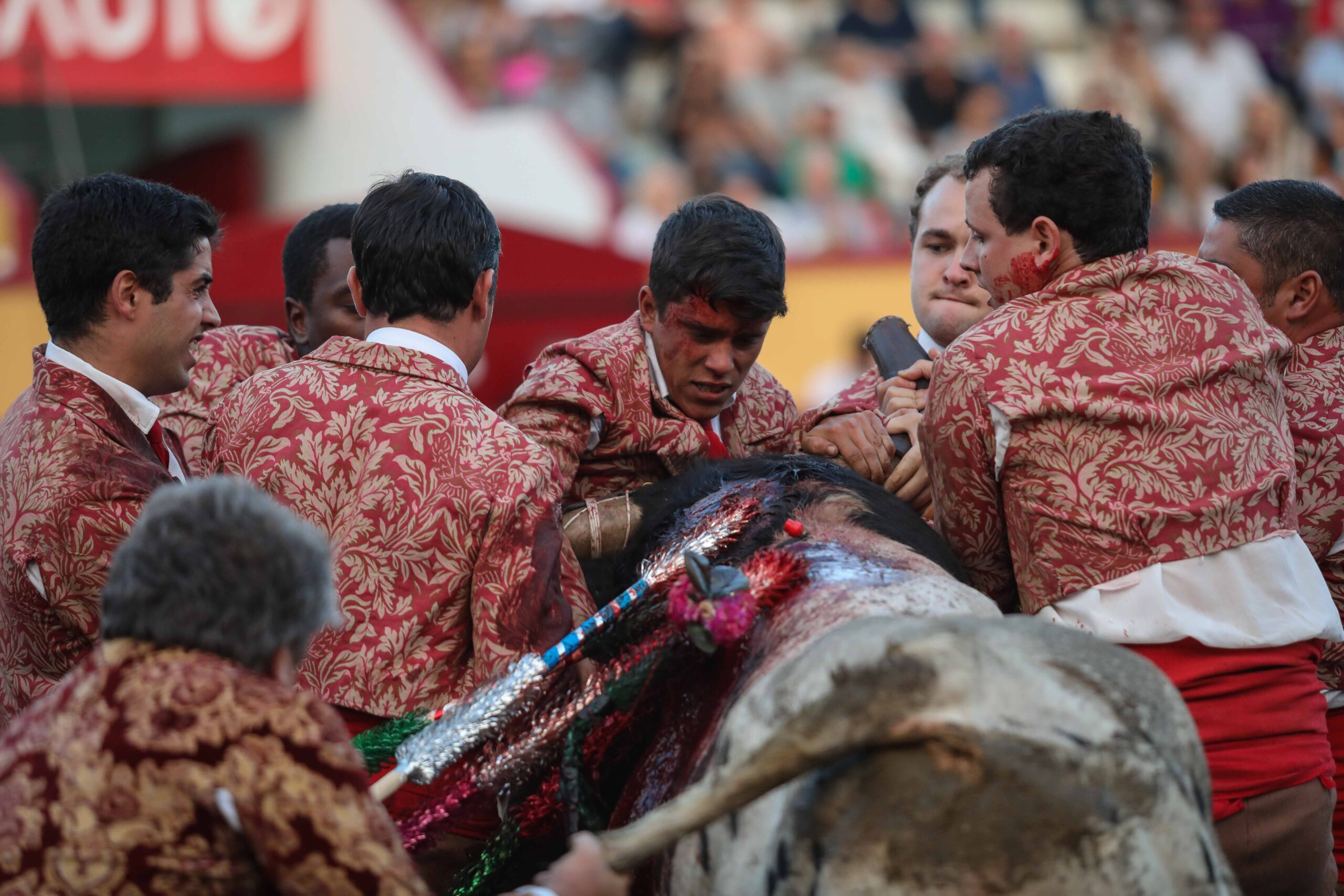 Angra do Heroísmo (Isla Terceira, Azores, Portugal), domingo 24 de junio de 2018. Primera de la Feria de Sanjoaninas. Corrida de rejones