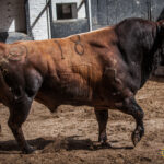 Sorteo, Madrid 24 de junio de 2018